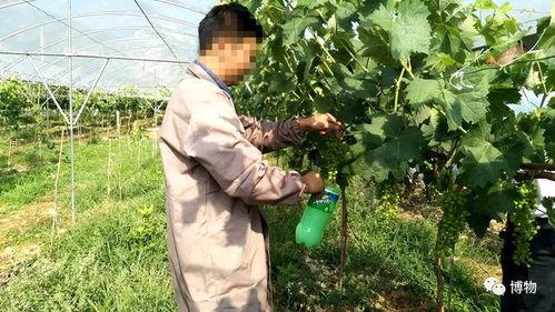 吃瓜群众农村妇女视频,农村妇女吃瓜群众生活点滴