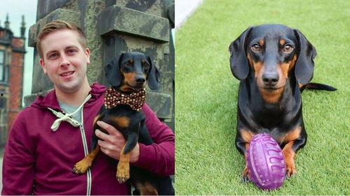 吃瓜群众狗狗的视频大全,萌宠欢乐时光集锦