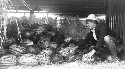 麻栗坡吃瓜群众,吃瓜群众的夏日狂欢