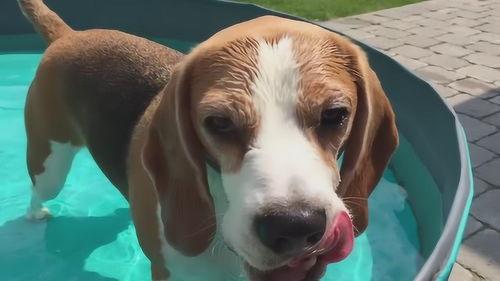 吃瓜群众汪星人卖萌视频,吃瓜群众眼中的萌宠日常