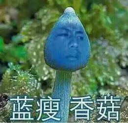 想哭吃瓜群众,揭秘网络情绪的狂欢与反思