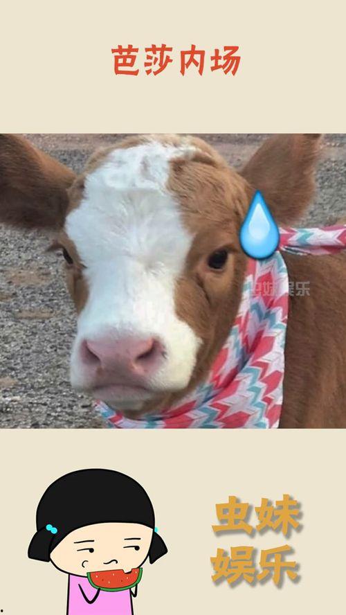 抖音优秀吃瓜群众之一,揭秘热门事件背后的真相