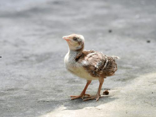 吃瓜群众小太爷是谁啊,吃瓜群众小太爷的传奇故事