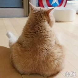 原来猫咪也是吃瓜群众,揭秘吃瓜群众的趣味生活