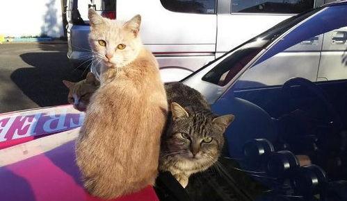 原来猫咪也是吃瓜群众,揭秘吃瓜群众的趣味生活