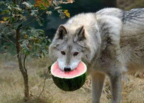 吃瓜群众狼朋友,吃瓜群众与狼朋友的奇幻冒险之旅