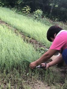 北张村吃瓜群众,揭秘乡村生活百态