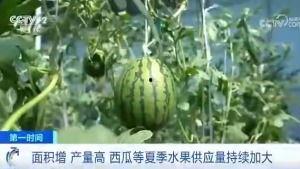 如意芳霏吃瓜群众的日常,吃瓜群众的日常狂欢