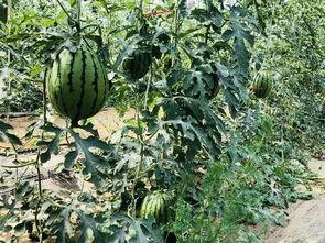 北京朝阳门吃瓜群众,吃瓜群众的日常百态